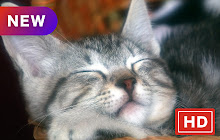 Cat Featured Cute Series Hot Topics small promo image