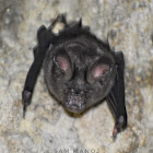 Horseshoe Bat