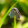 Ceraunus Blue Butterfly