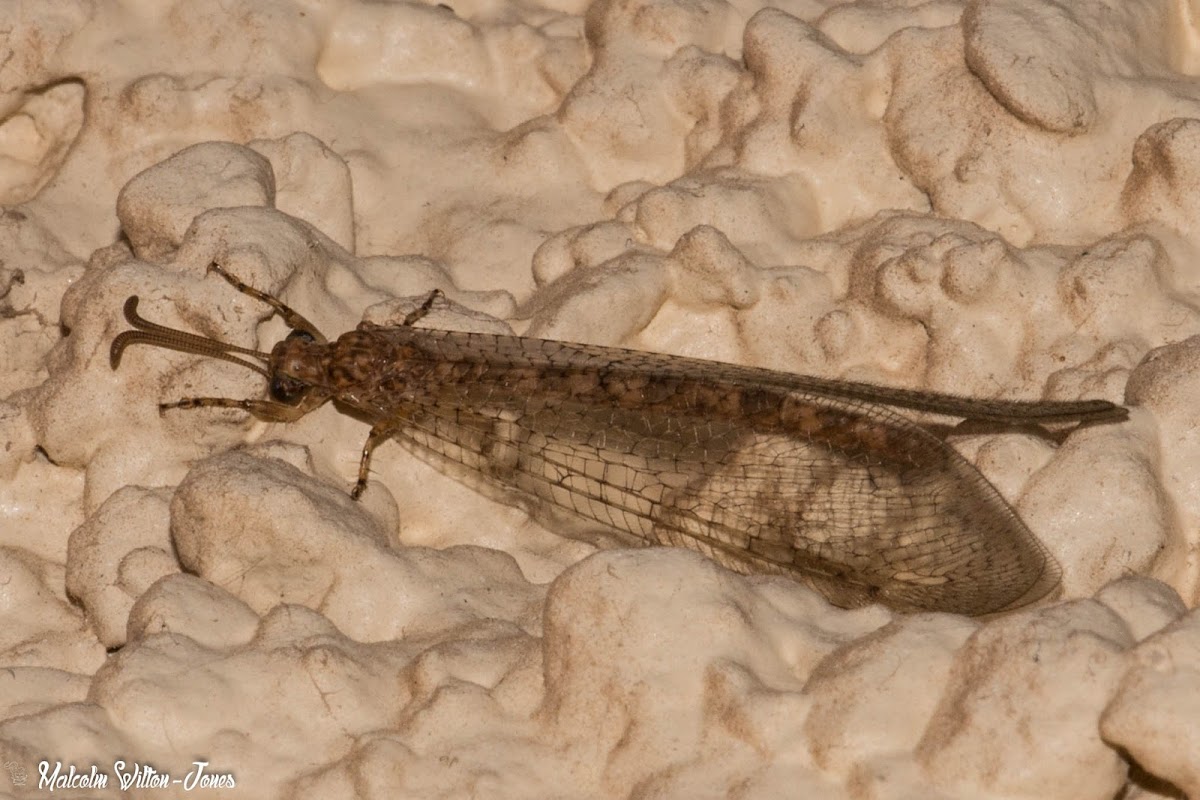 Antlion Lacewing