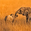 Elephant Wallpapers HD Theme