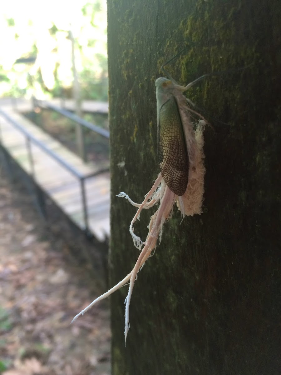 Planthopper