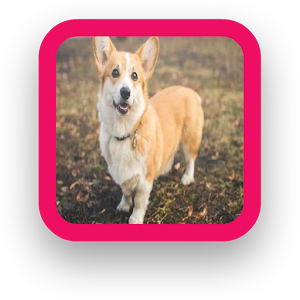 Corgi Wallpaper.apk 1.0