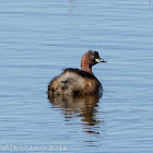 Little Grebe; Zampullín Chico