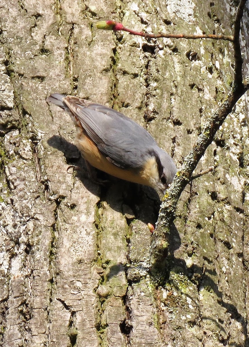 Eurasian Nuthatch