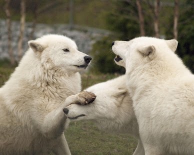 Arctic wolf Wallpapers HD FREE Screenshots 2