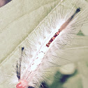 White-marked Tussock Moth