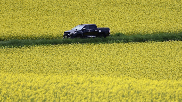 ハイラックスの菜の花と愛車・望遠レンズ300㎜・いつまでたっても写真初心者・いつもイイネ&コメントありがとうございます🙇‍♂️・試し撮りに関するカスタム事例の投稿画像8枚目