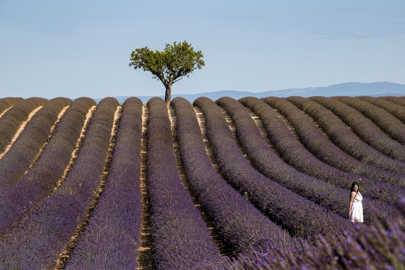 Colori e profumi di Provenza di Nefti-Monica