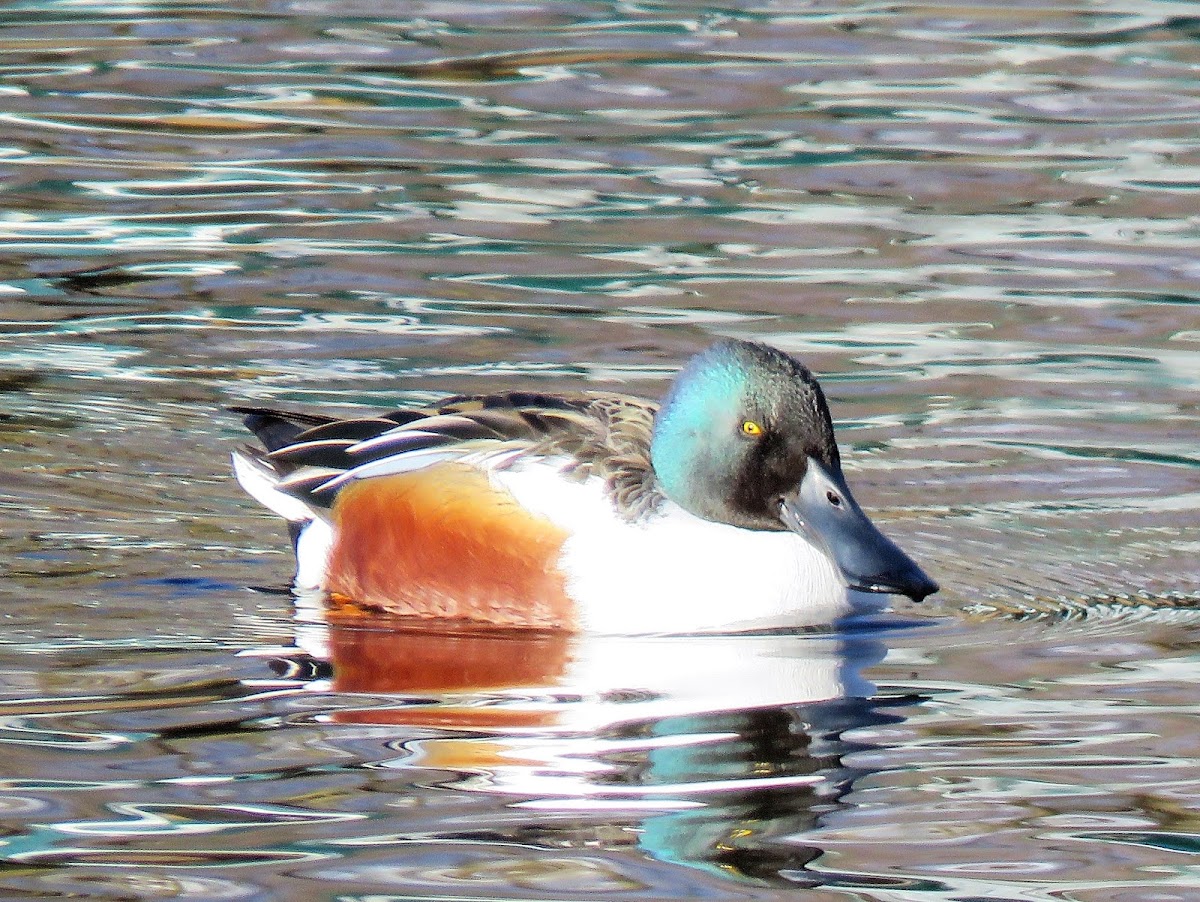 Northern Shoveler