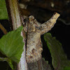 Paectes Moth