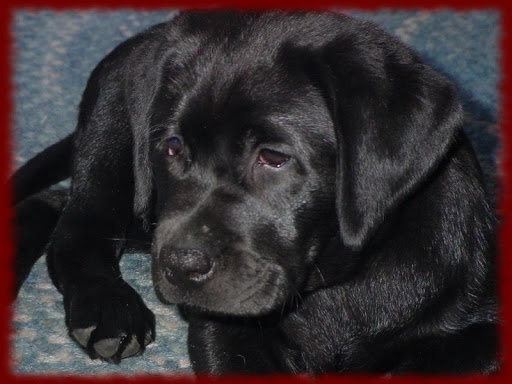 Black Lab Puppies wallpapers