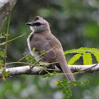 Yellow-Vented Bulbul