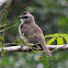 Yellow-Vented Bulbul