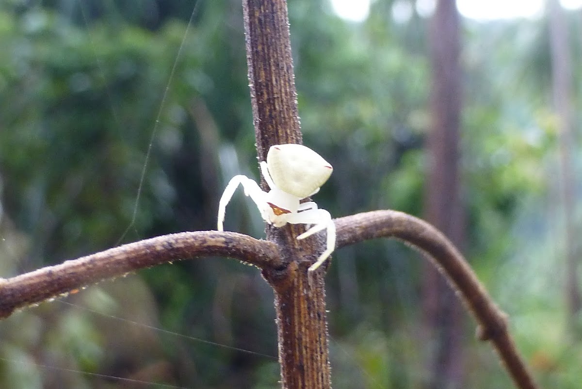 White Crab spider