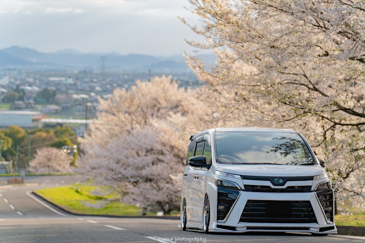 ヴォクシーの桜🌸・満開の桜・ソメイヨシノ満開・PickUpCarsで会いましょう・petanco worksに関するカスタム事例の投稿画像1枚目