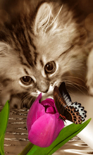 Animated Cat GIF(圖4)-速報App