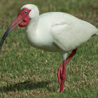 White Ibis