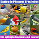 Download Cantos de Pássaros Brasileiros Sem internet 2018 For PC Windows and Mac 1.1