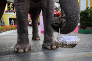 Thai elephants dressed as Santa Claus deliver face masks to children at the Jirasat Wittaya elementary school on December 23, 2020 in Phra Nakhon si Ayutthaya, Thailand.