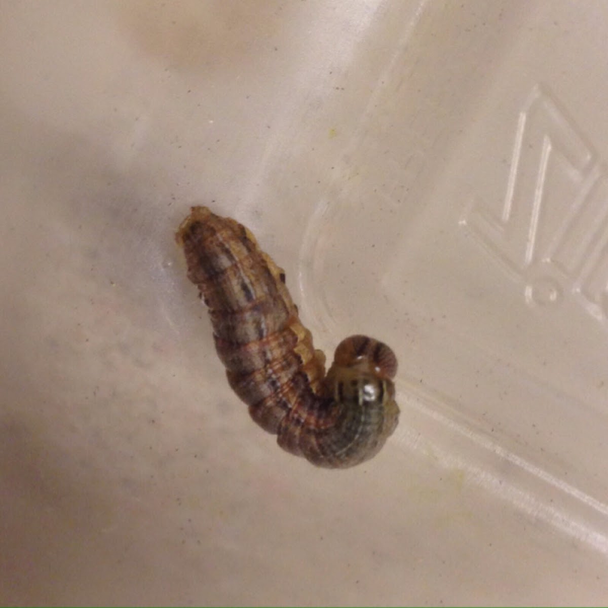 Armyworm