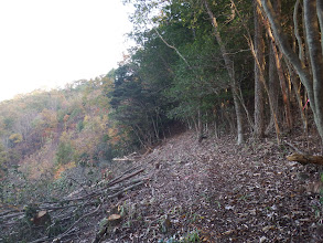 左が伐採され展望地に