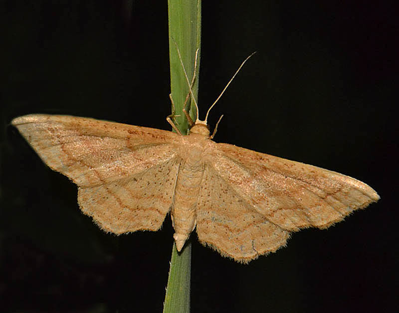 Moth ID?