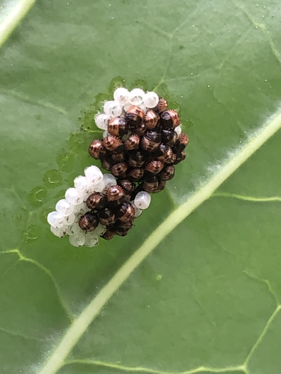 Stinkbug Nymphs