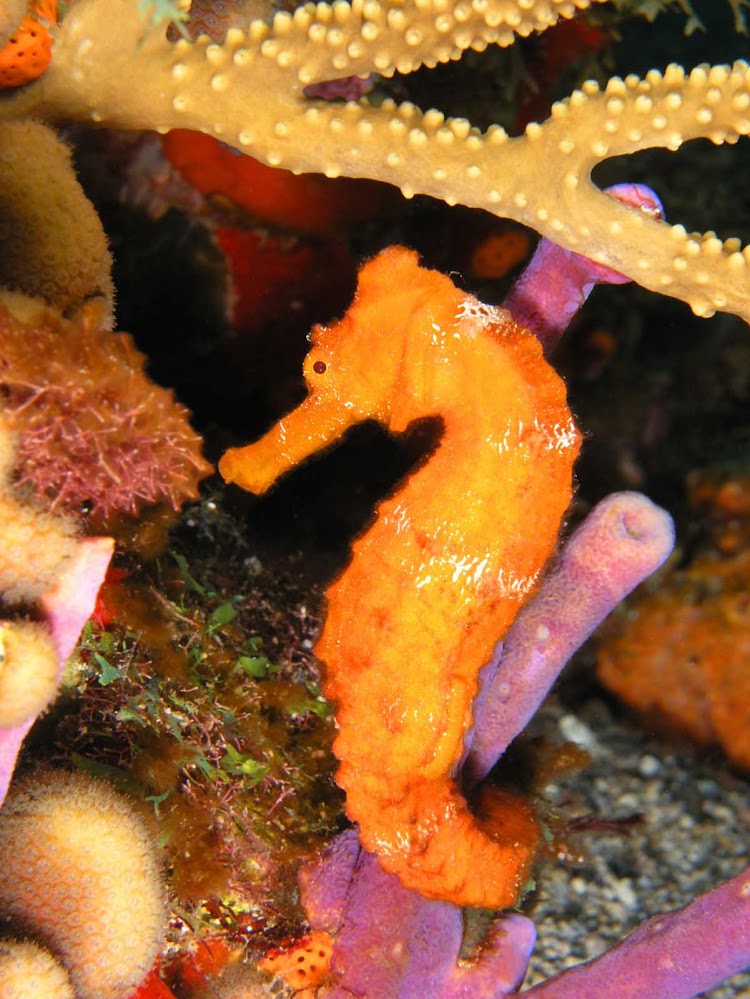 A seahorse peeks out of the coral reef at the Statia National Marine Park in St. Eustatius. 