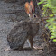 Desert Cottontail