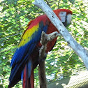 Scarlet Macaw