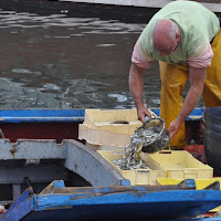 Selezione del pesce di 