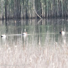 Pochard; Porrón Común