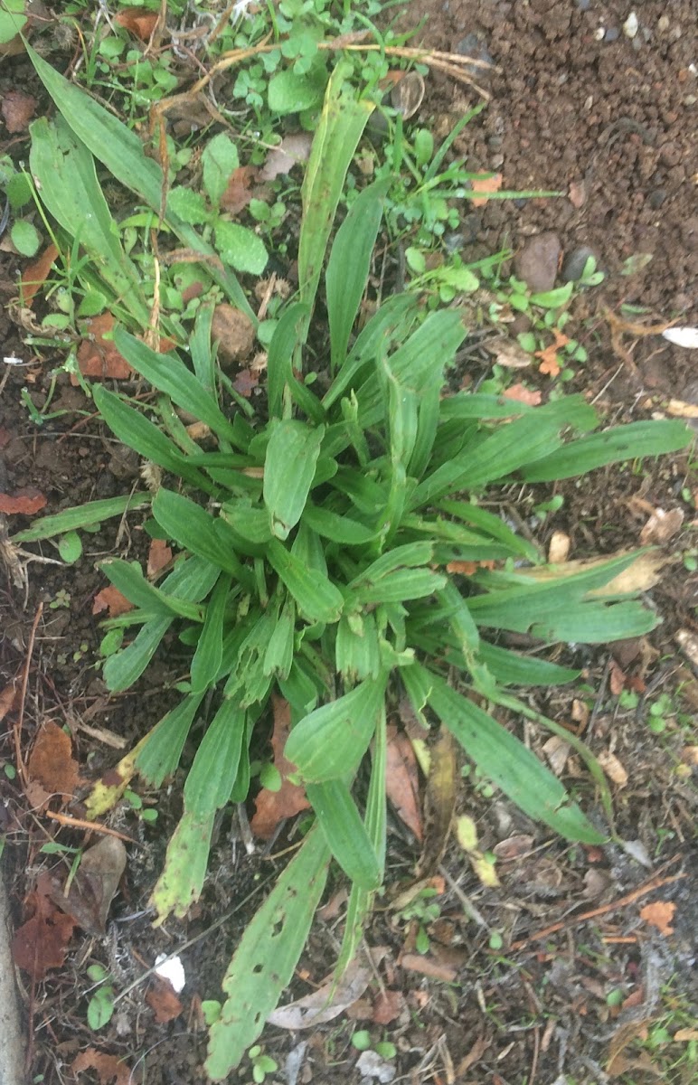 Buckhorn Plantain