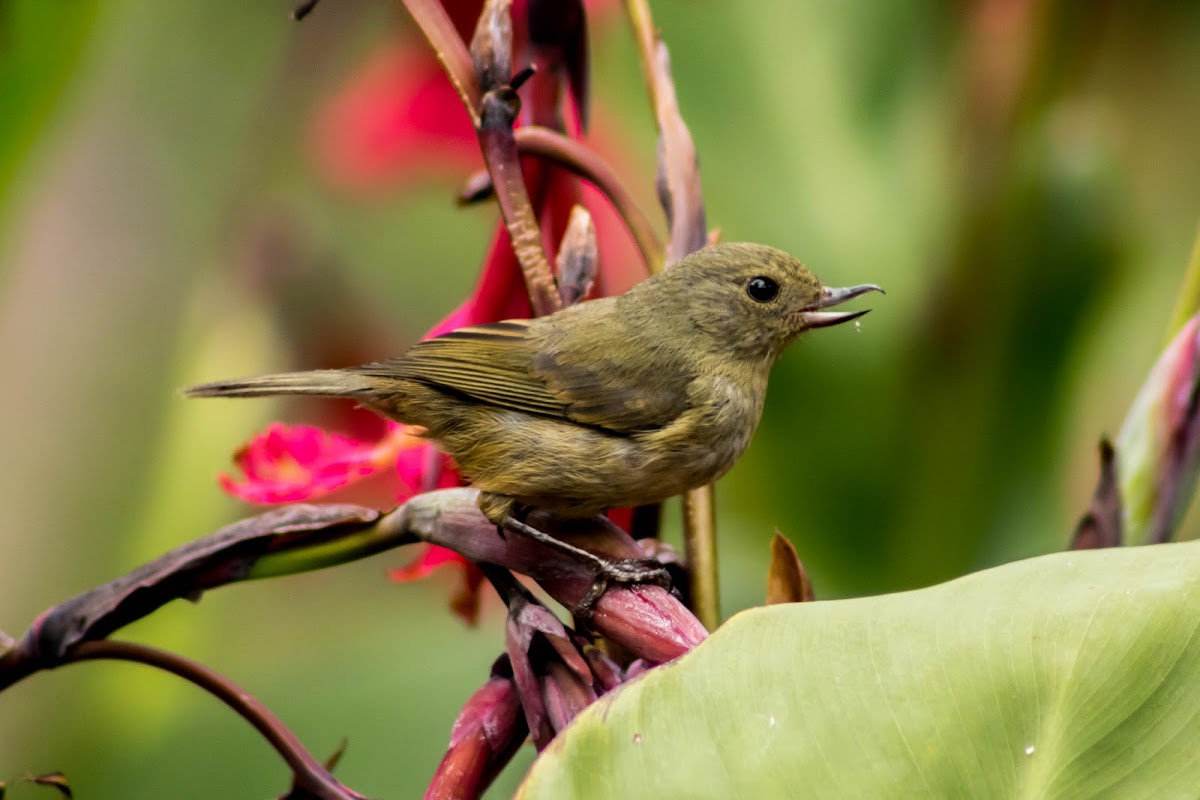 Slaty flowerpiercer