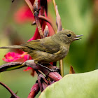 Slaty flowerpiercer