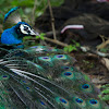 Peafowl