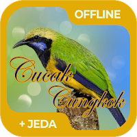 Masteran Burung Cucak Cungkok Offline