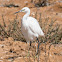 Little Egret