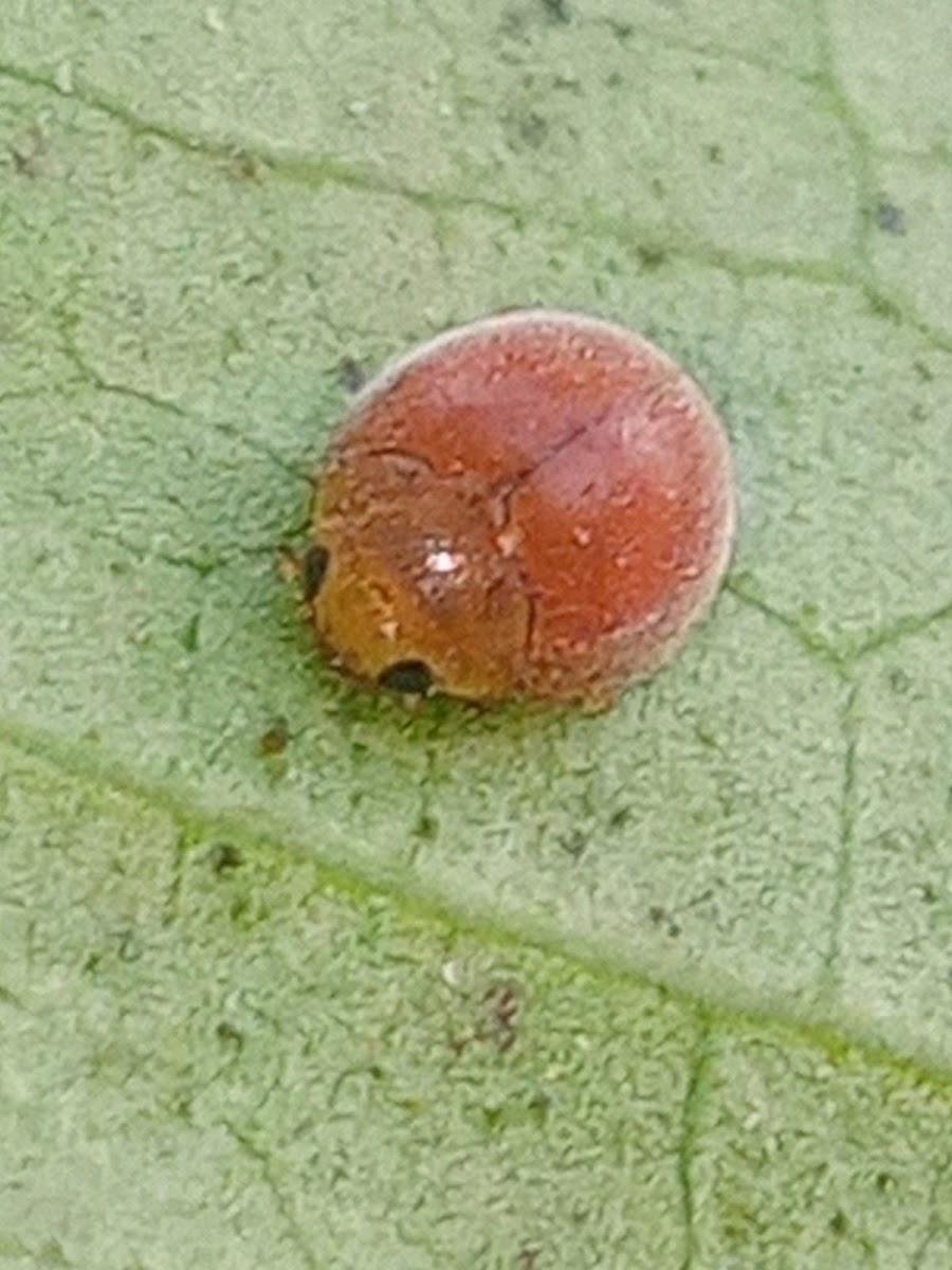 Little spotless orange ladybug