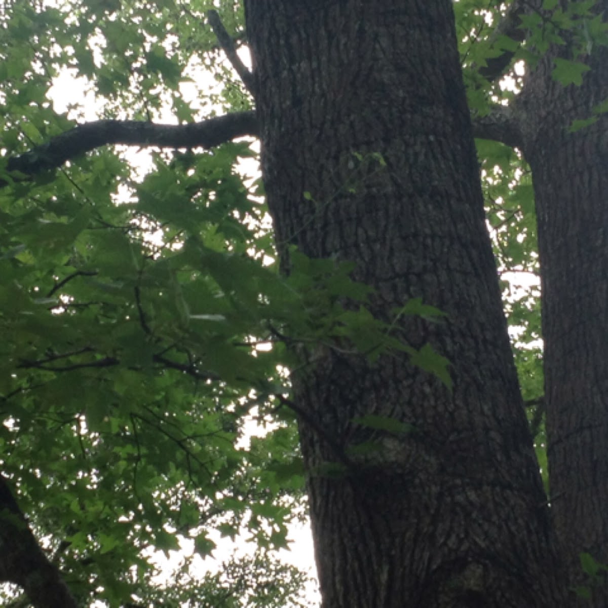 American sweetgum