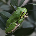 European Tree frog