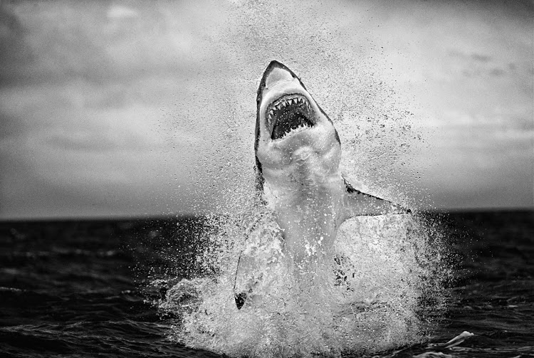 Chris Fallows' breathtaking photo of a great white shark, 'Air Jaws' has landed him another international award.