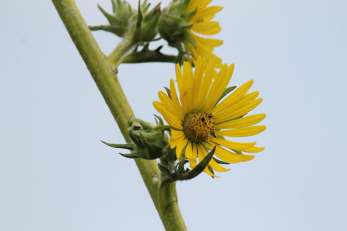 Compass Plant