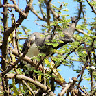 White-bellied Go-away-bird