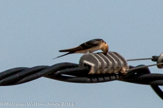 Red-rumped Swallow; Golondrina Daurica