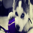 Cute husky puppy