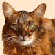Download Kedi Bakımı For PC Windows and Mac 1.0.0