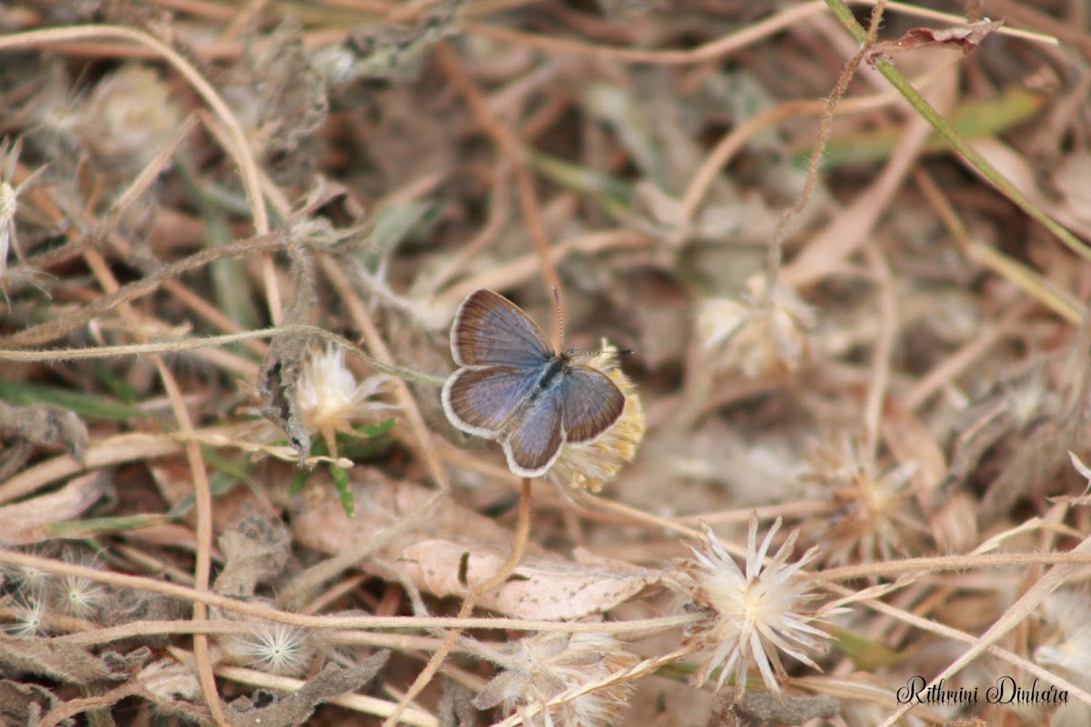 Dark Glass Blue (Male)