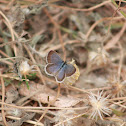 Dark Glass Blue (Male)